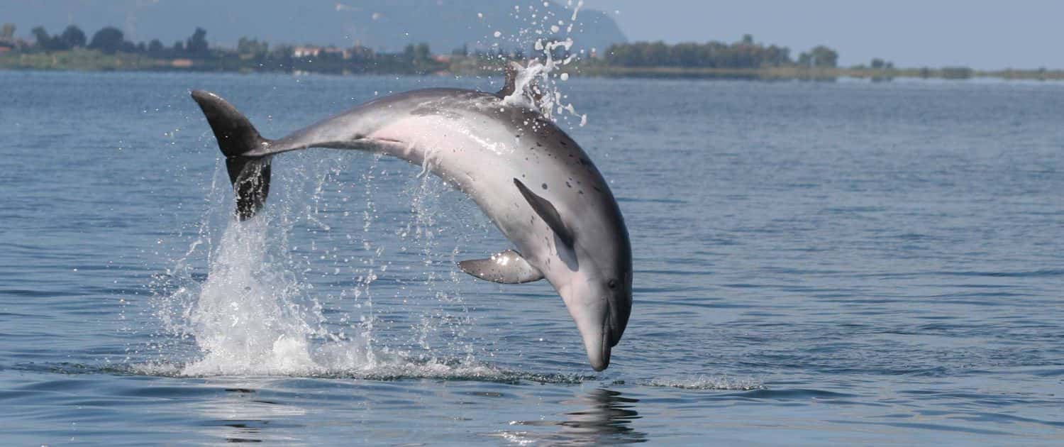 Common Bottlenose Dolphin Tethys Research Insute Common Bottlenose Dolphin Tethys