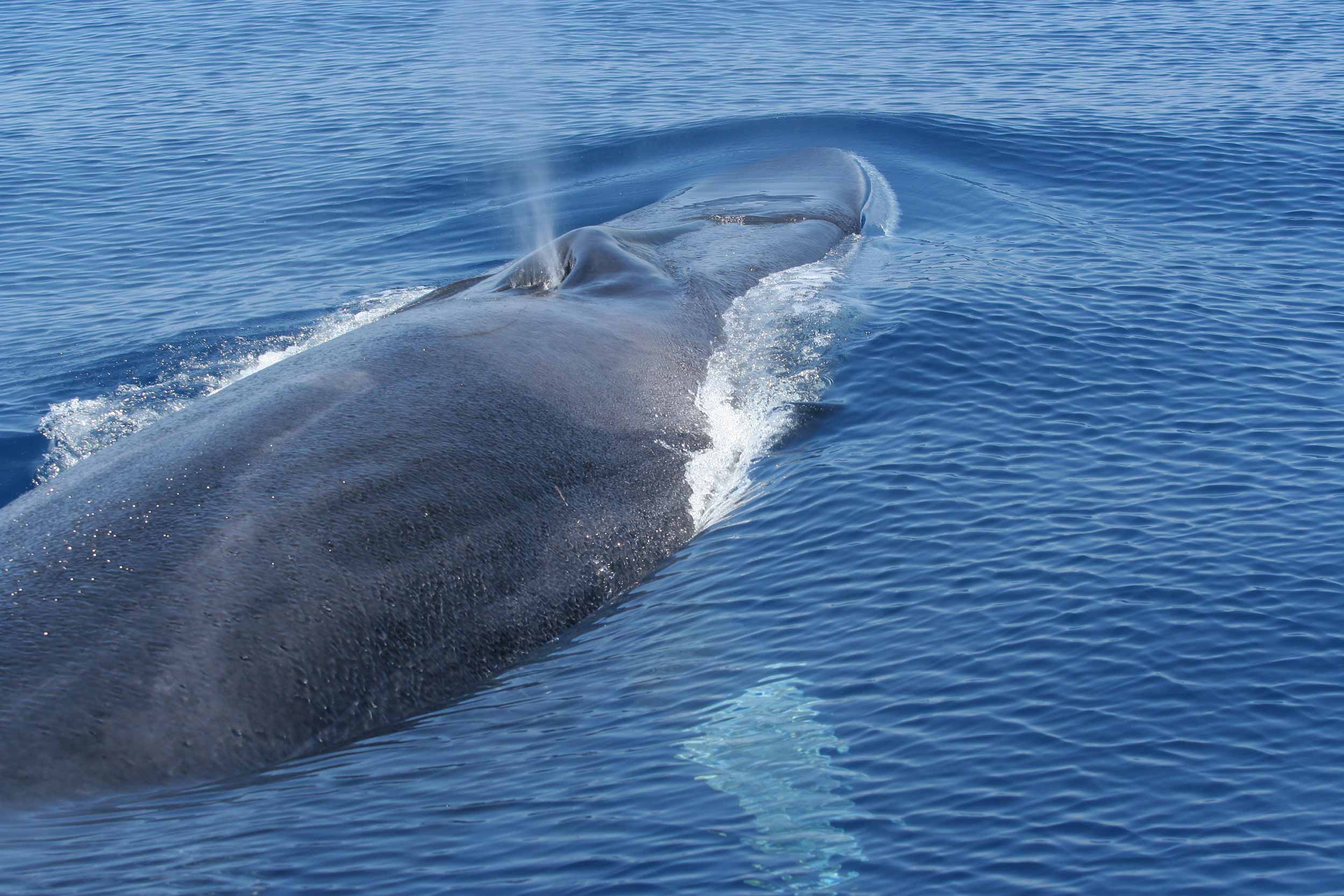infinifactory whale infinifactory whale