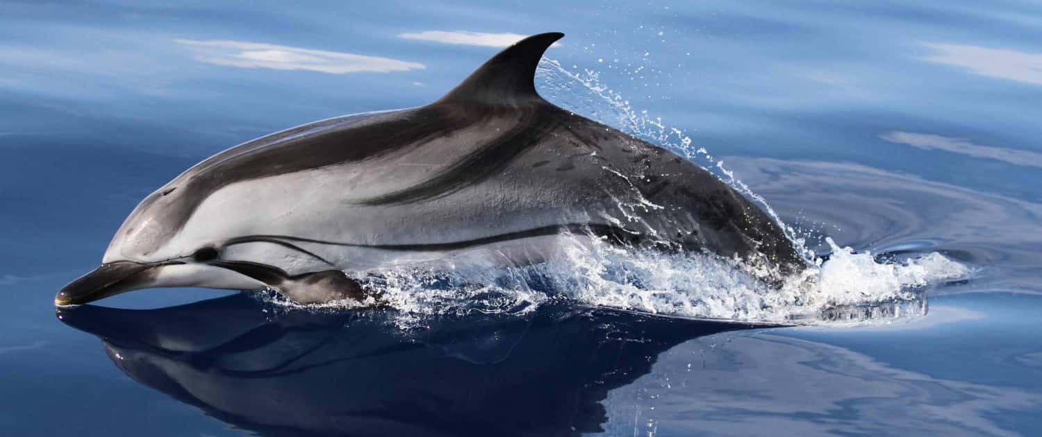 The Striped Dolphin, Barbados Marine Life