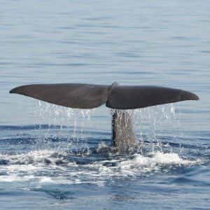 tethys-home-befriend-a-whale-squared