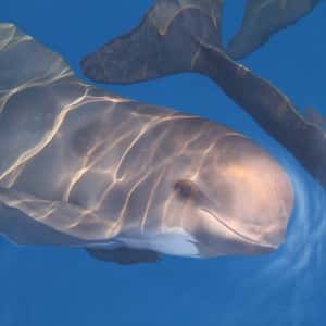 tethys-home-donate-pilot-whale-square