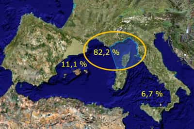 tethys-traffic-collisions-map