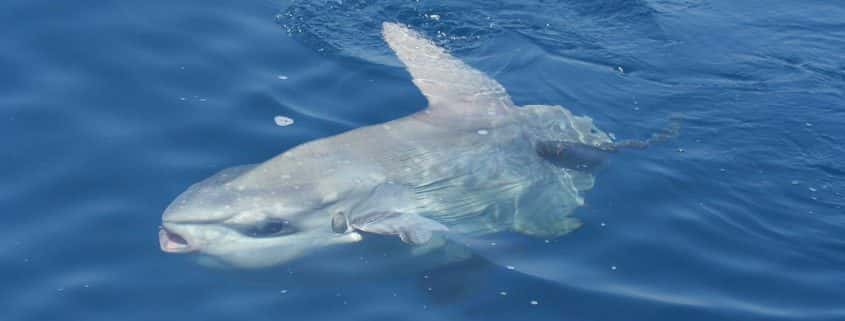 tethys-pelagos-sanctuary-moon-fish Pelagos Sanctuary fauna moon fish