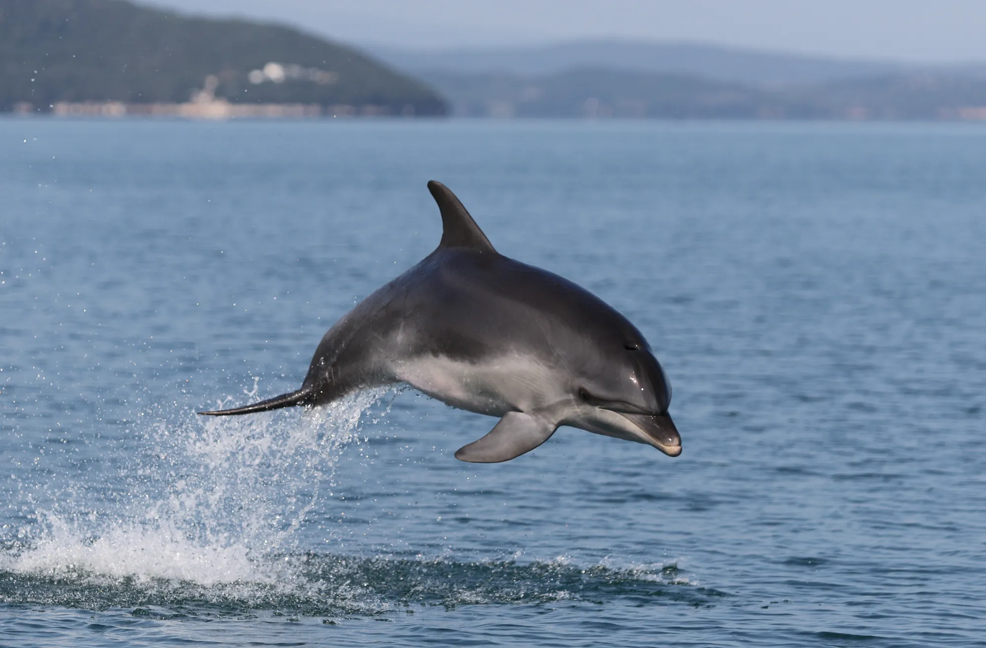 AMV_20200717_005_0180_Tt_JGON