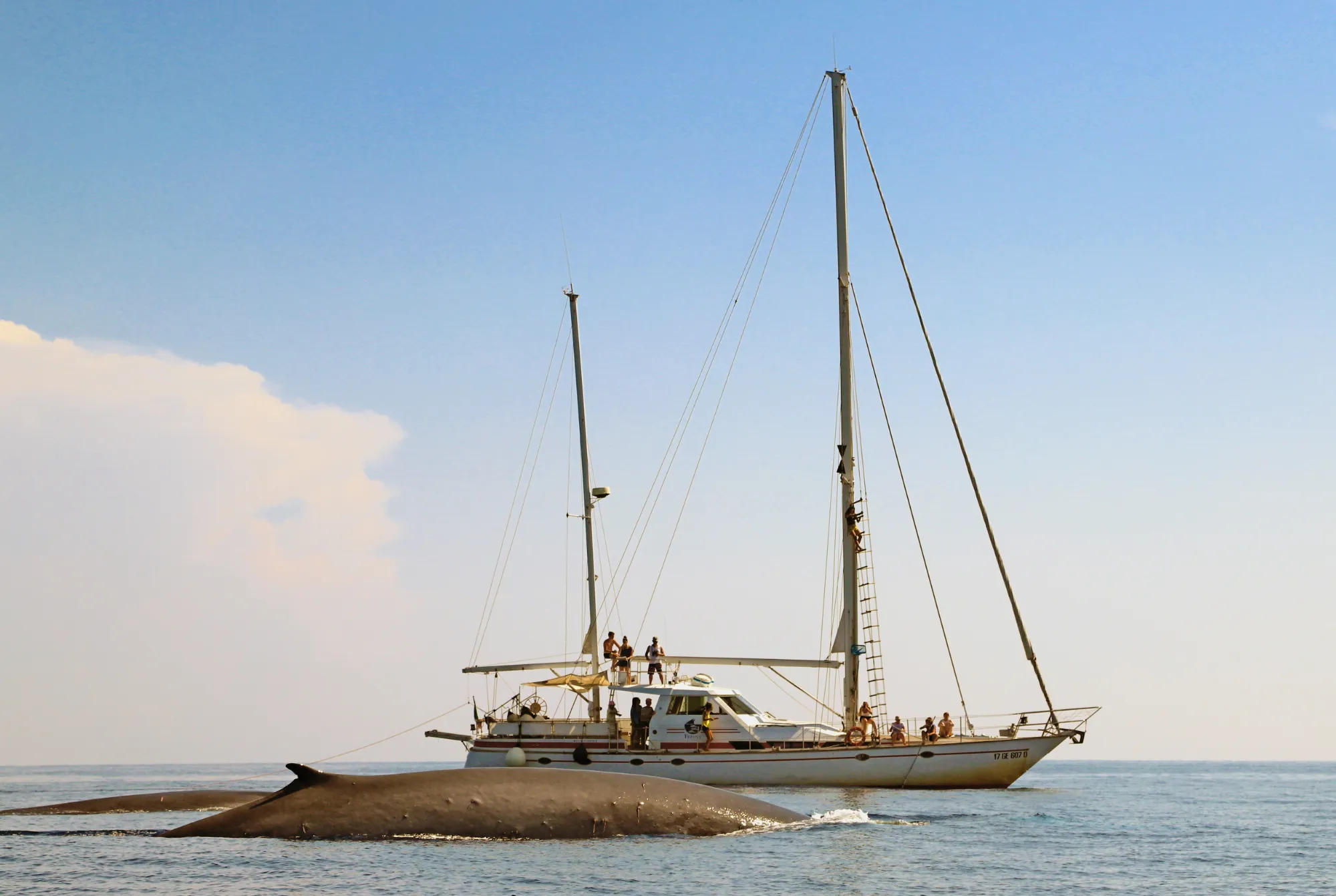 CSR-Fin whale_Gordigiani_Tethys
