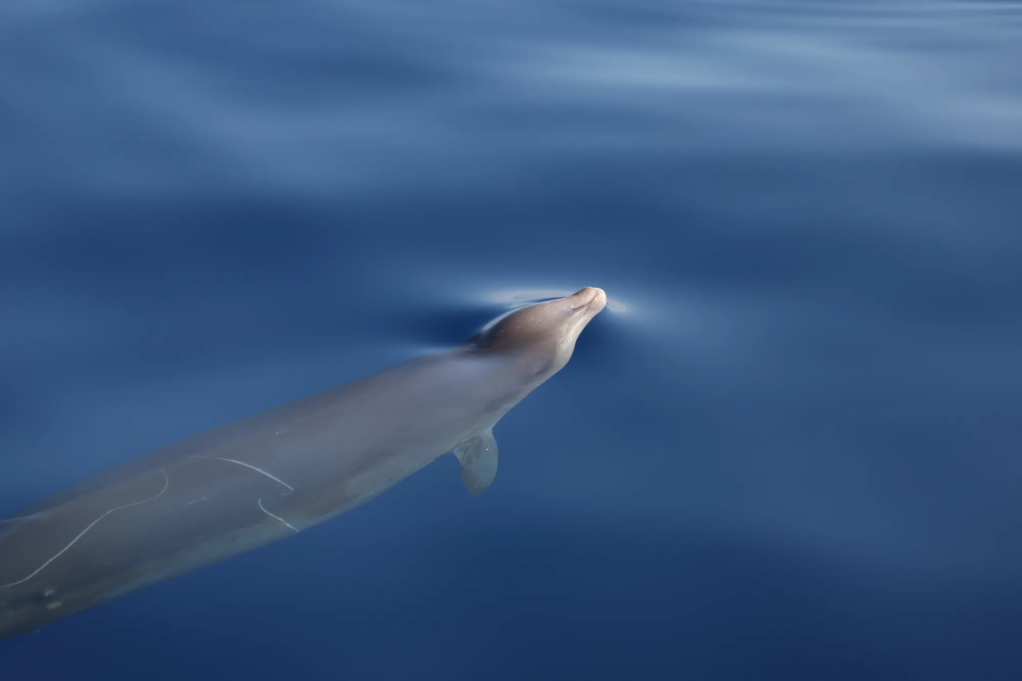 CSR_Zc_20240727_004_1150_MGAB