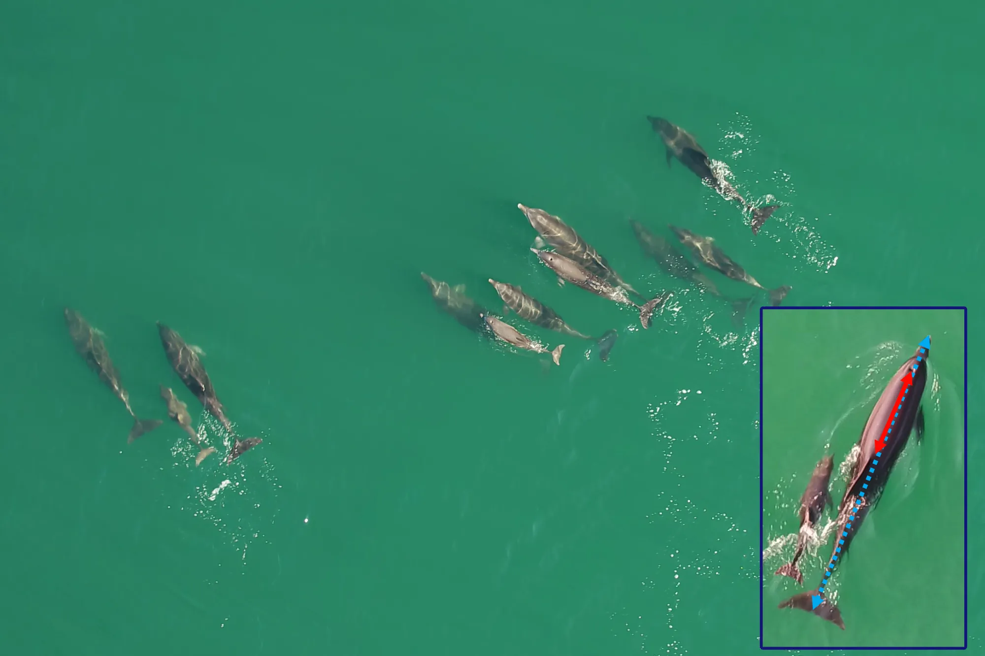 IDP-Drone-dolphins-new