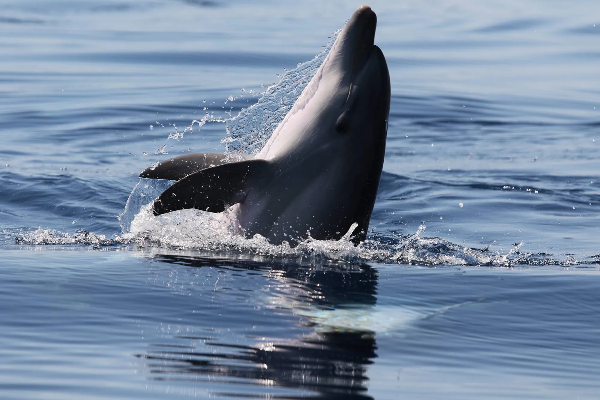 IDP-KAL_20190718_003_2770_Tt_JGON