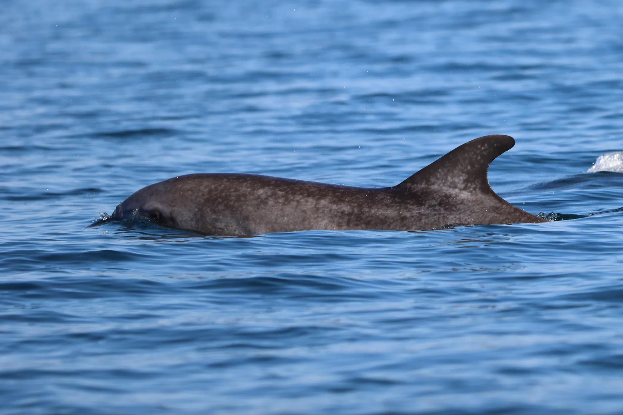 IDP_2022-bottlenose-dolphin-skin-lesions