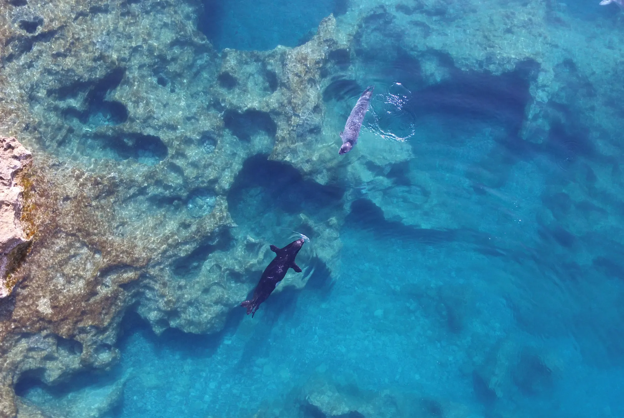 IDP_Mmonachus3_IonianSea