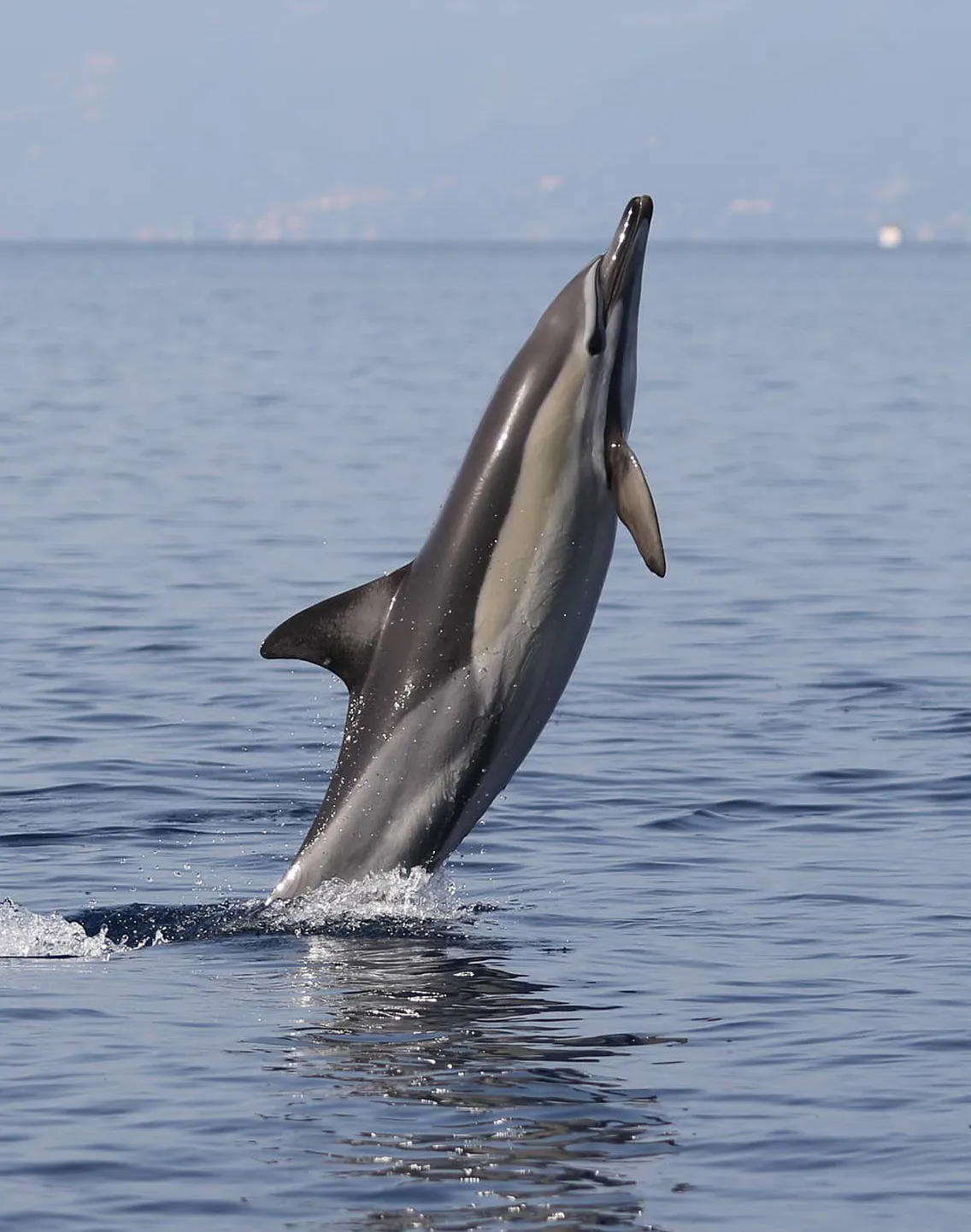 KAL_20160917_003_7970_Dd_JGON