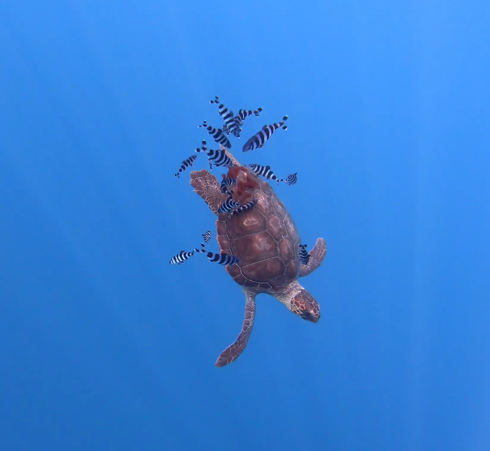 TETHYS-sea-turtle-underwater