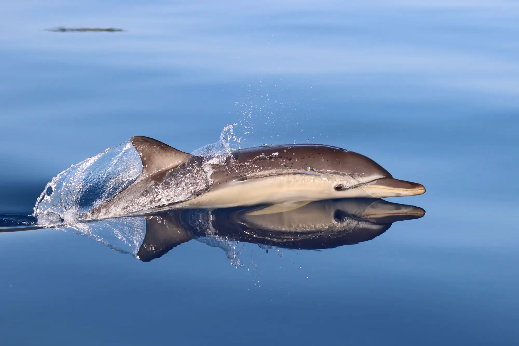 common-dolphin-surfacing